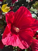IMG_3547