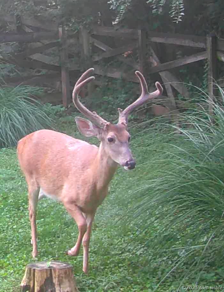 ourBuckYard