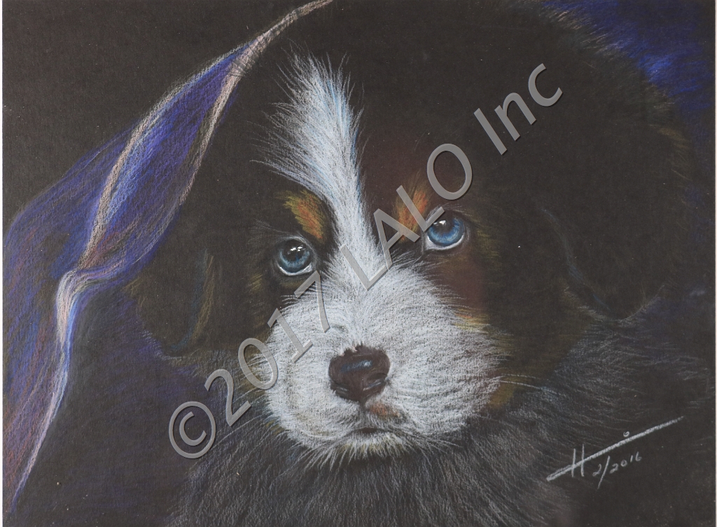 Bernese Mountain Puppy by Hannia Smith
