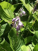 bumblebee on hosta by Tom Wible