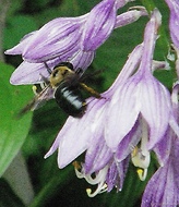 Bumblebee on Hosta by Tom Wible