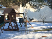 buck and doe crossing red wing ct