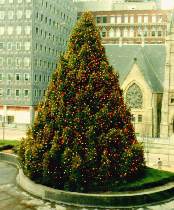 Tree in US Steel plaza